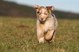 BERGER AUSTRALIEN PUPPIES 760